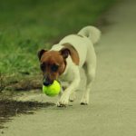 Правила выгула собак в городе - закон РФ 2019 года